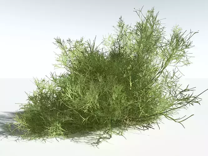 EVERYPlant Iodine Bush LowPoly -16 Models- Low-poly 3D model
