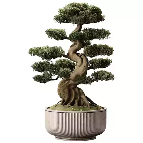 Bonsai 09
