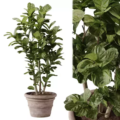 Indoor Plant 42 - Ficus Lyrata