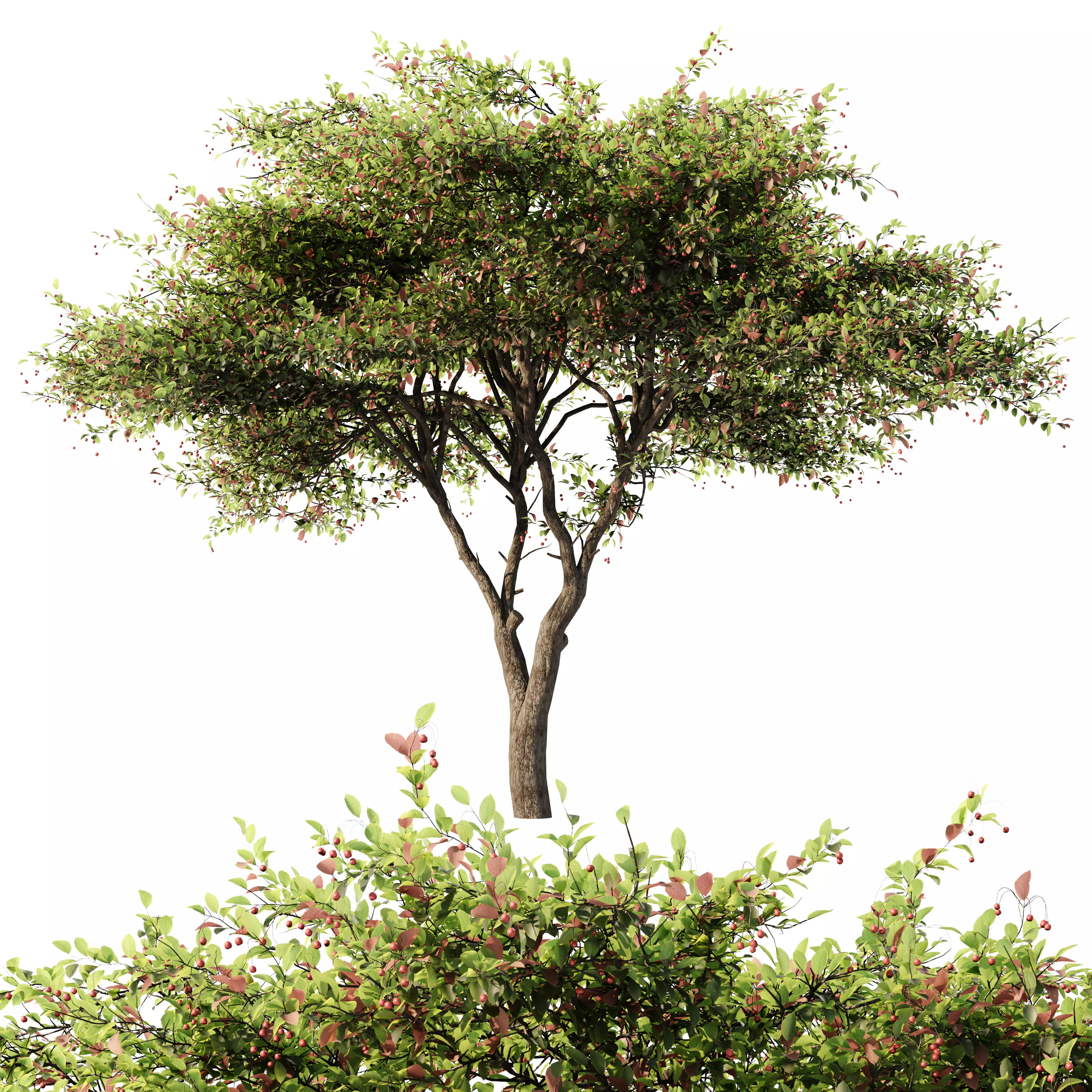 Crataegus Tree 3D model_0