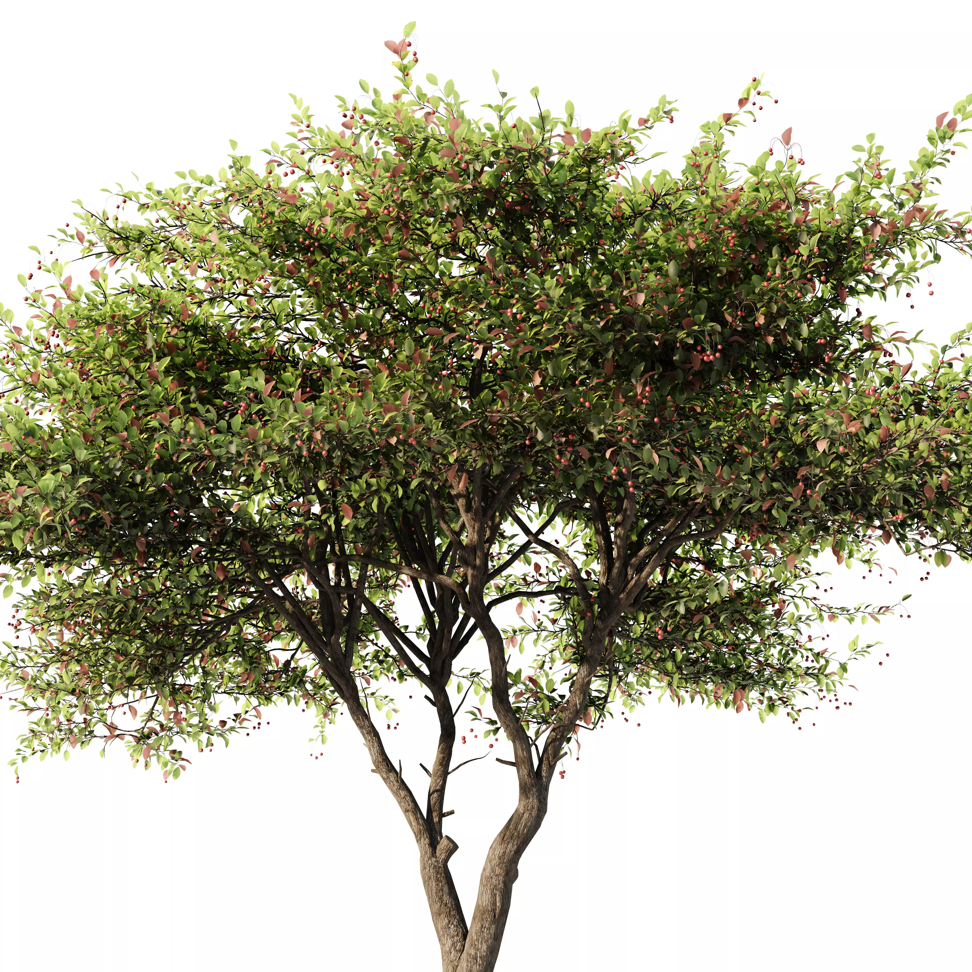 Crataegus Tree 3D model_3
