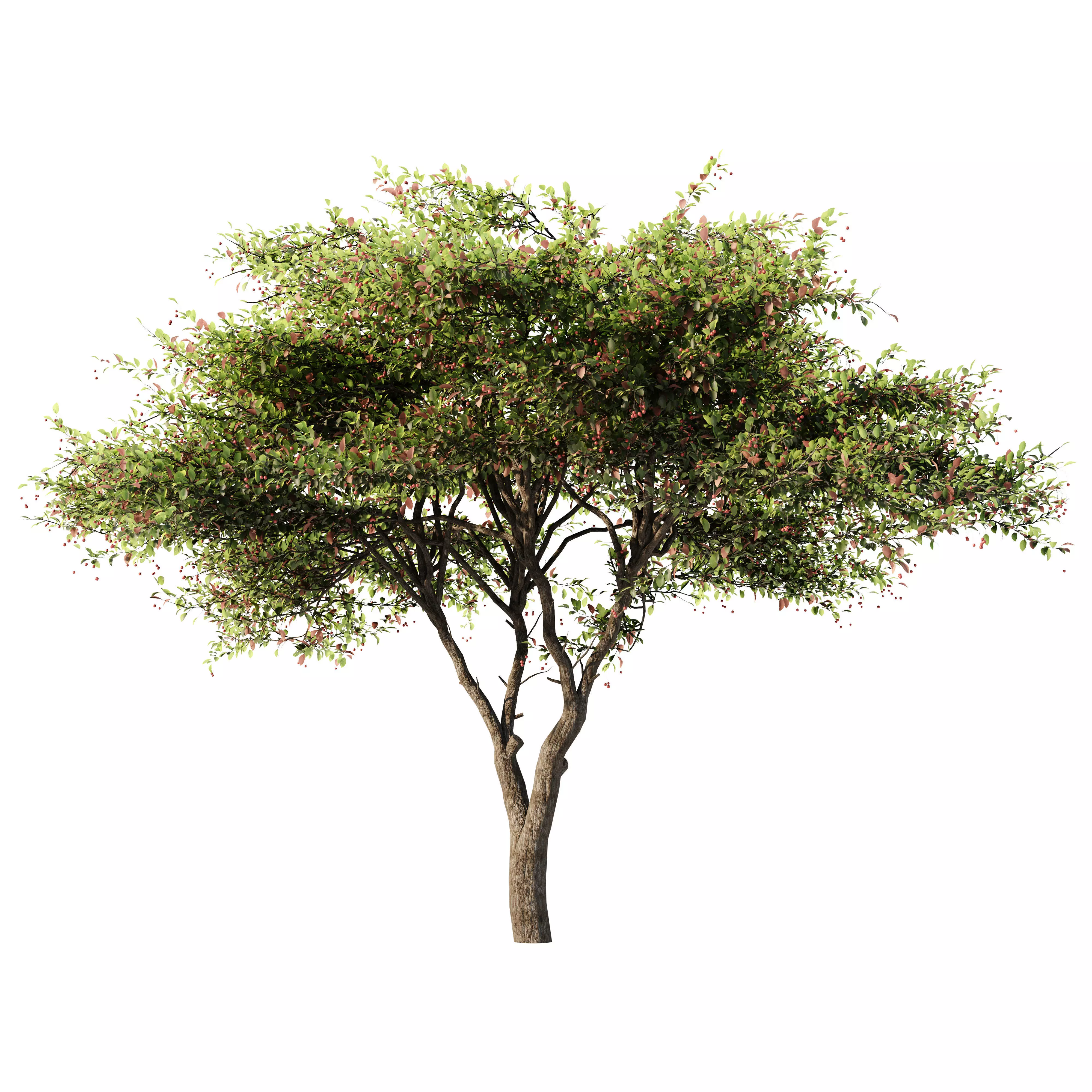 Crataegus Tree 3D model_1