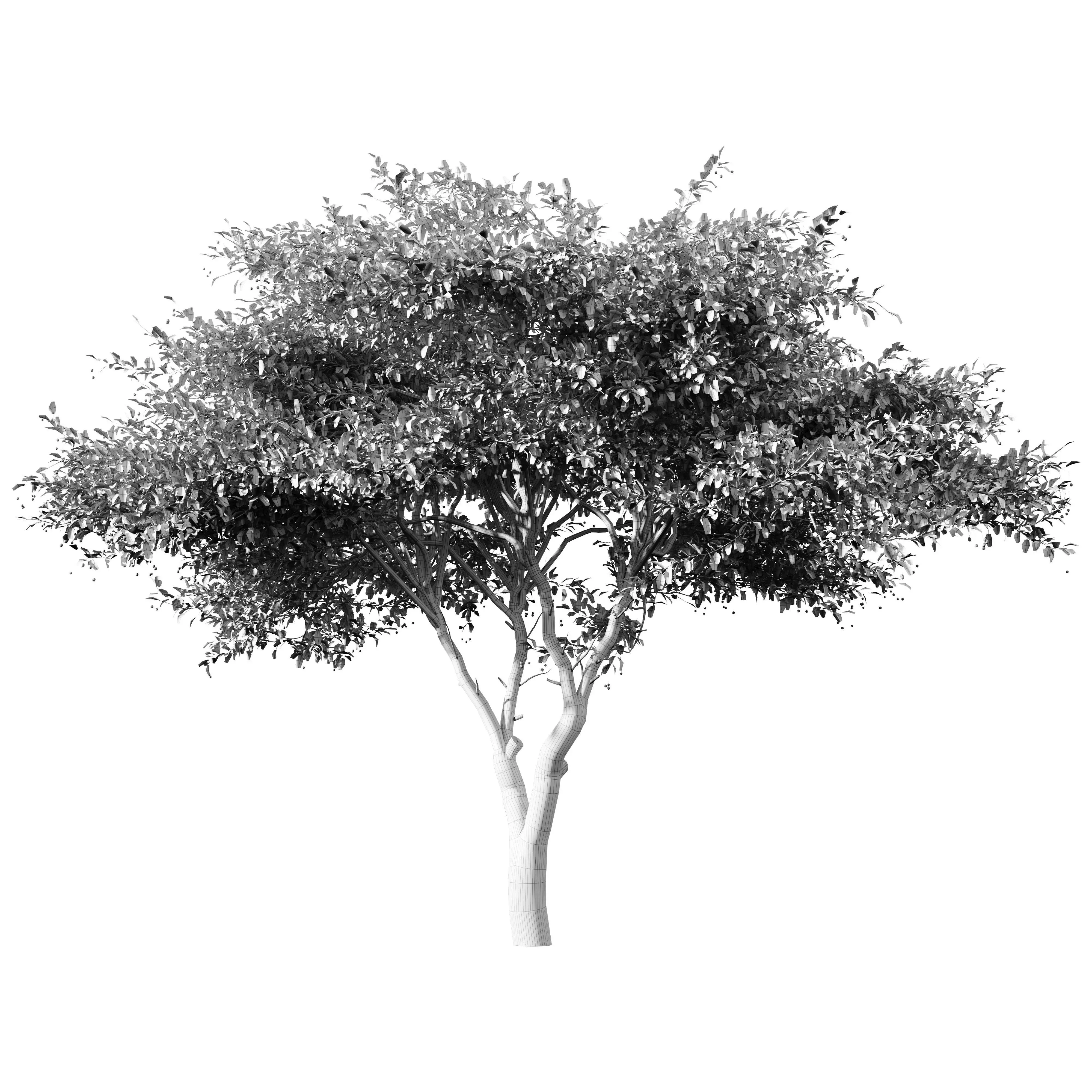 Crataegus Tree 3D model_4