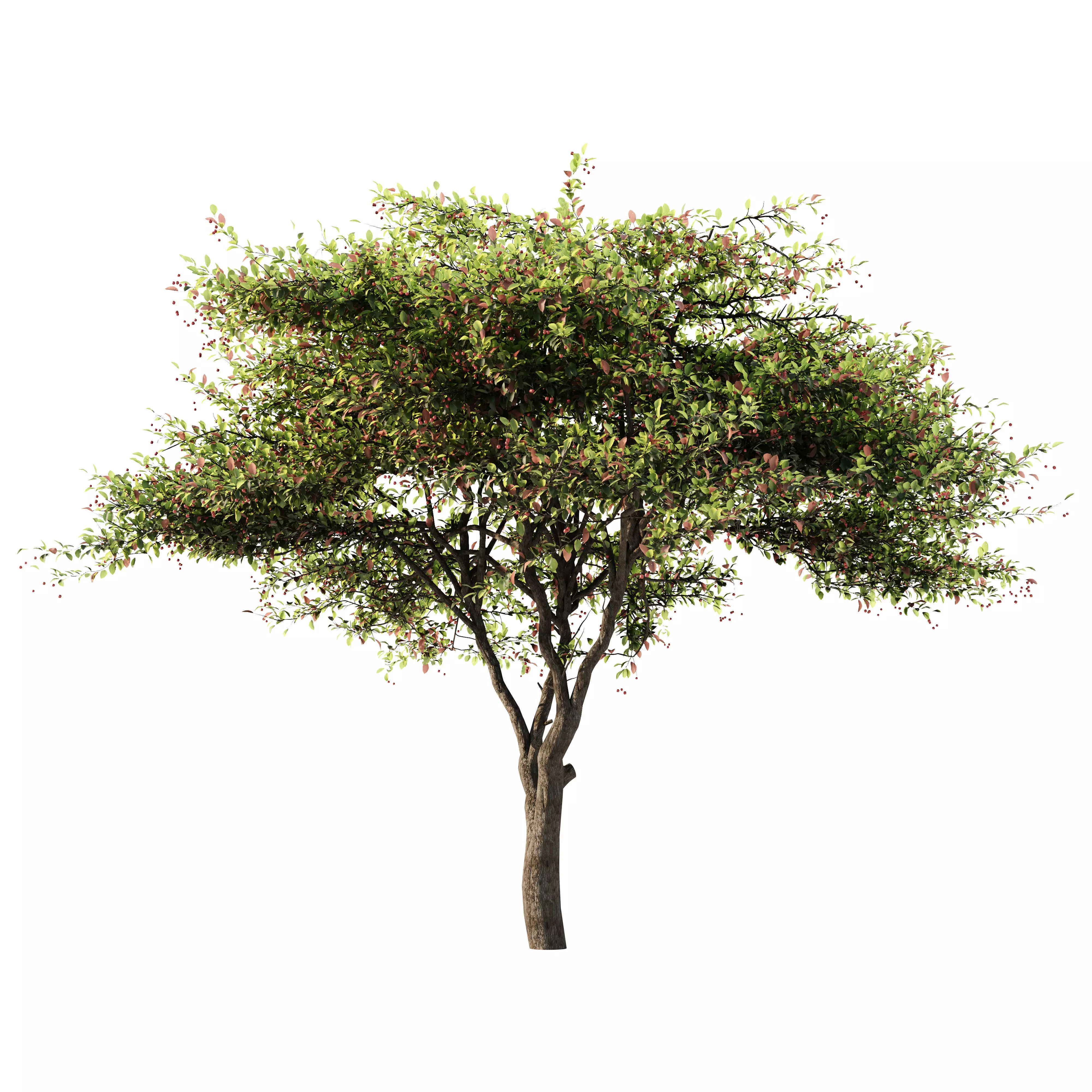 Crataegus Tree 3D model_2