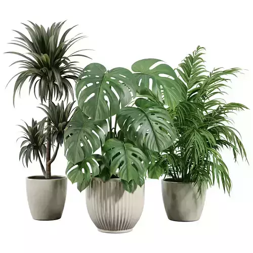 Tropical Plants Set