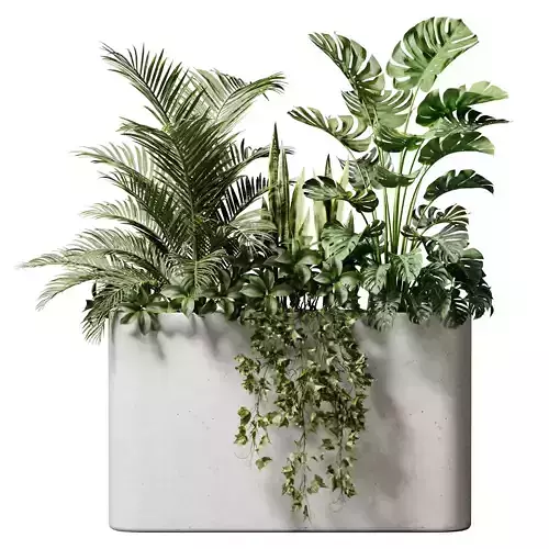 Indoor Plants 41 - Plants In Box