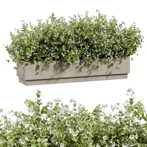 White Grace Philadelphus Linear Garden