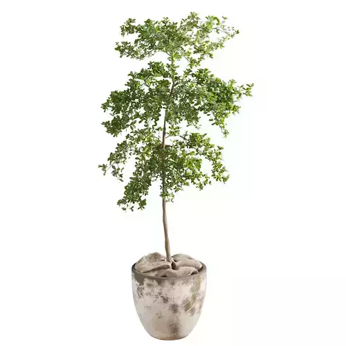 Bucida Buceras In Vintage Pot