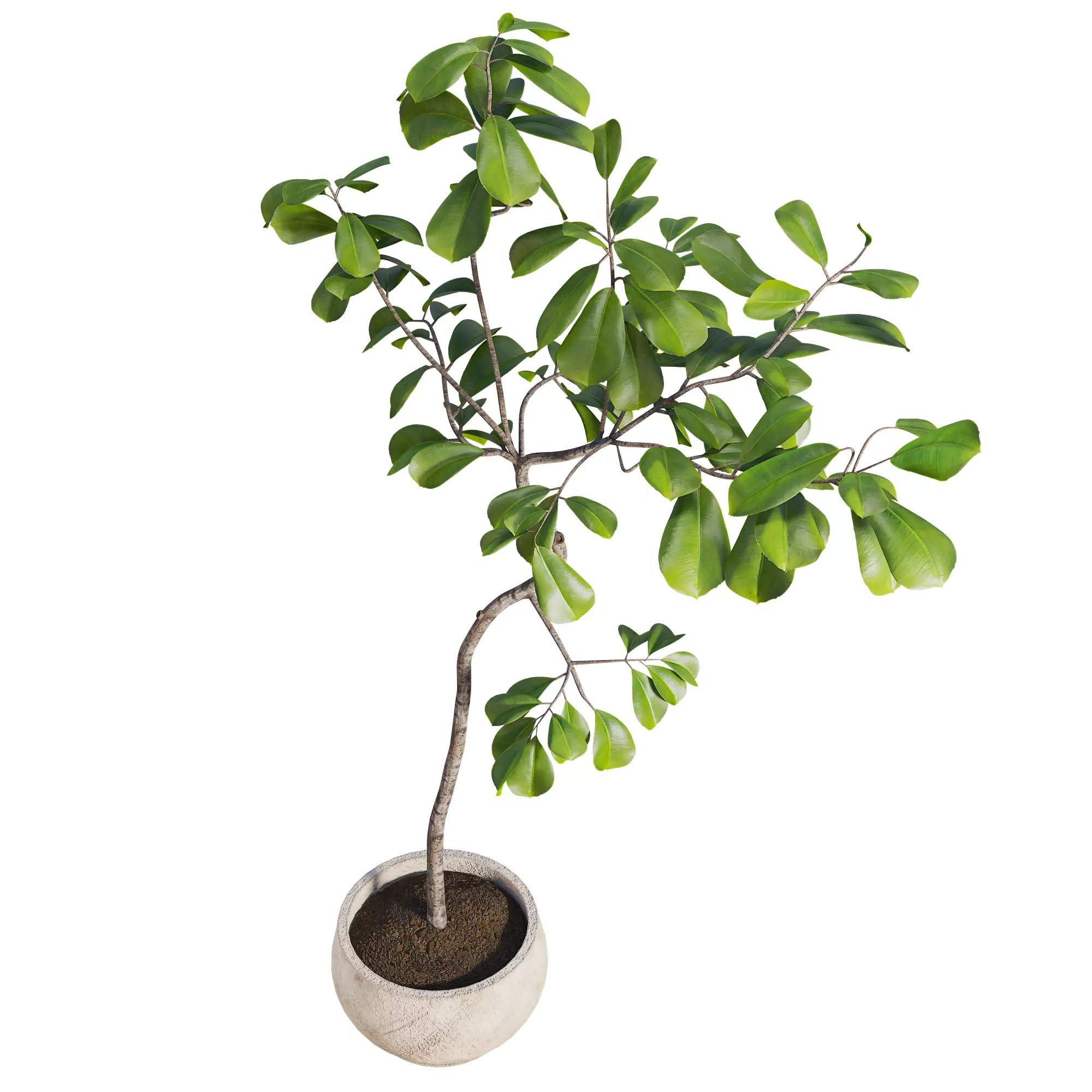 Curved Indoor Ficus Tree in Light Stone Pot Low-poly 3D model_2