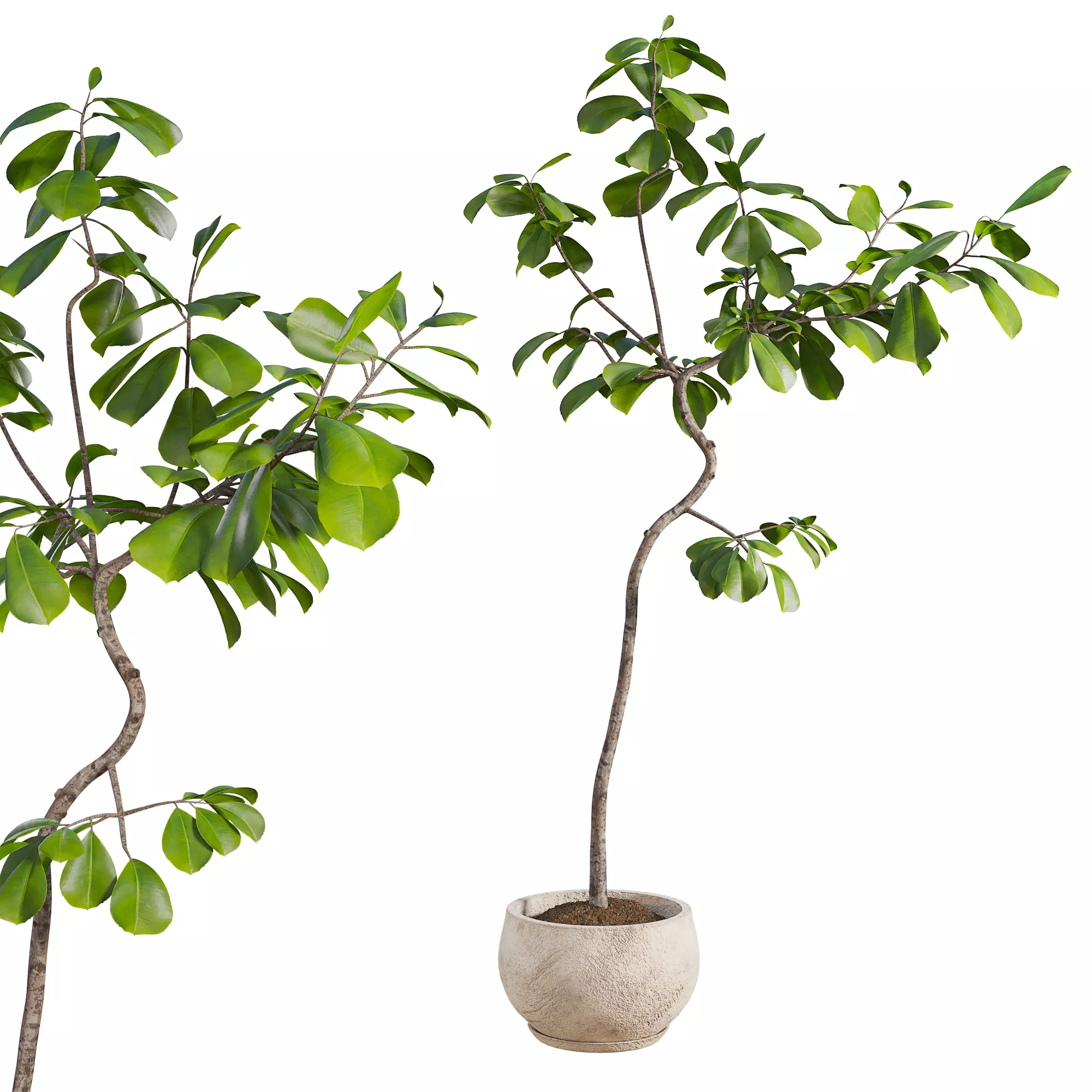 Curved Indoor Ficus Tree in Light Stone Pot Low-poly 3D model_1