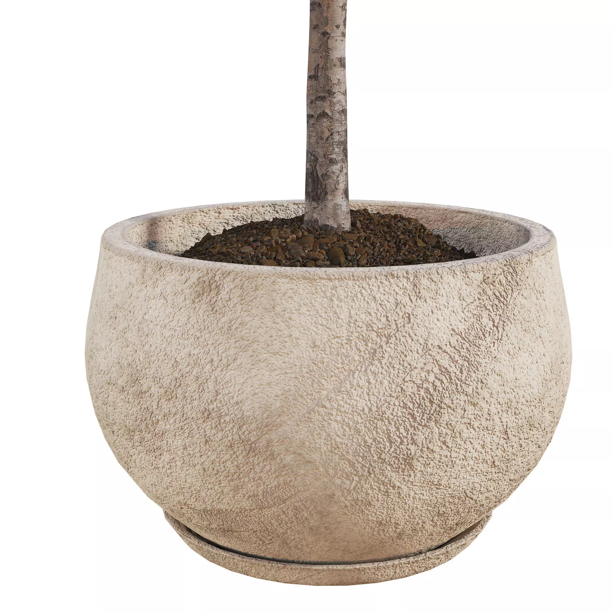 Curved Indoor Ficus Tree in Light Stone Pot Low-poly 3D model_3