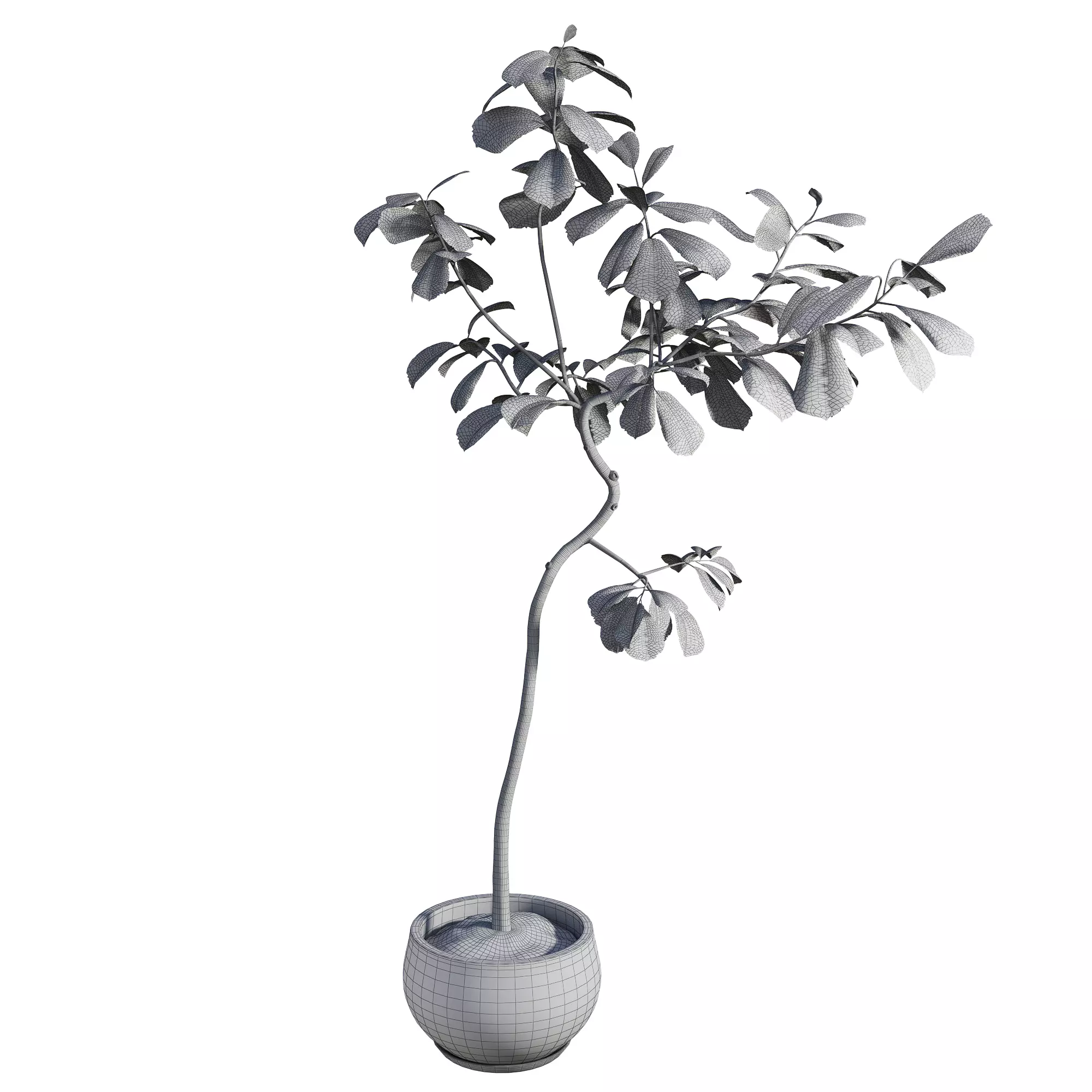 Curved Indoor Ficus Tree in Light Stone Pot Low-poly 3D model_4