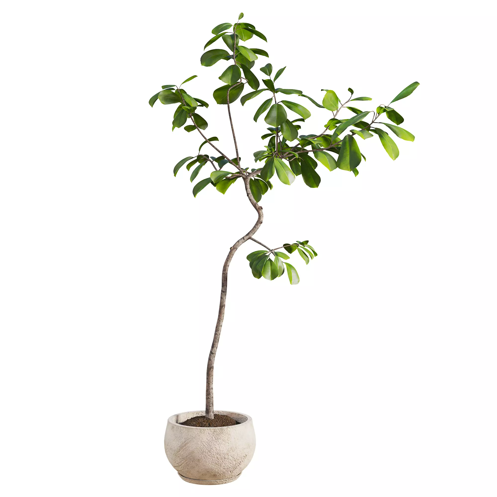 Curved Indoor Ficus Tree in Light Stone Pot Low-poly 3D model_0