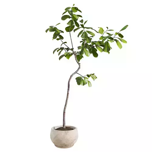 Curved Indoor Ficus Tree in Light Stone Pot