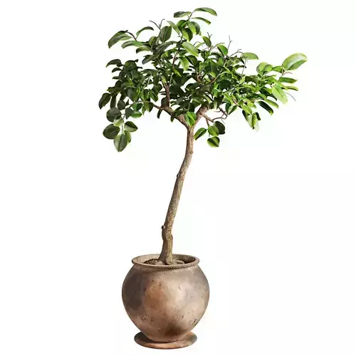 Ficus Plant in Rustic Clay Terracotta Pot