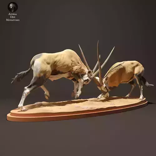 Gemsboks Fighting 