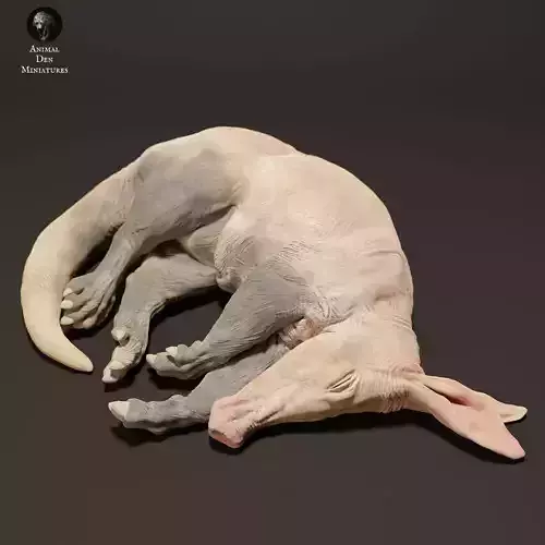 Aardvark Sleep 