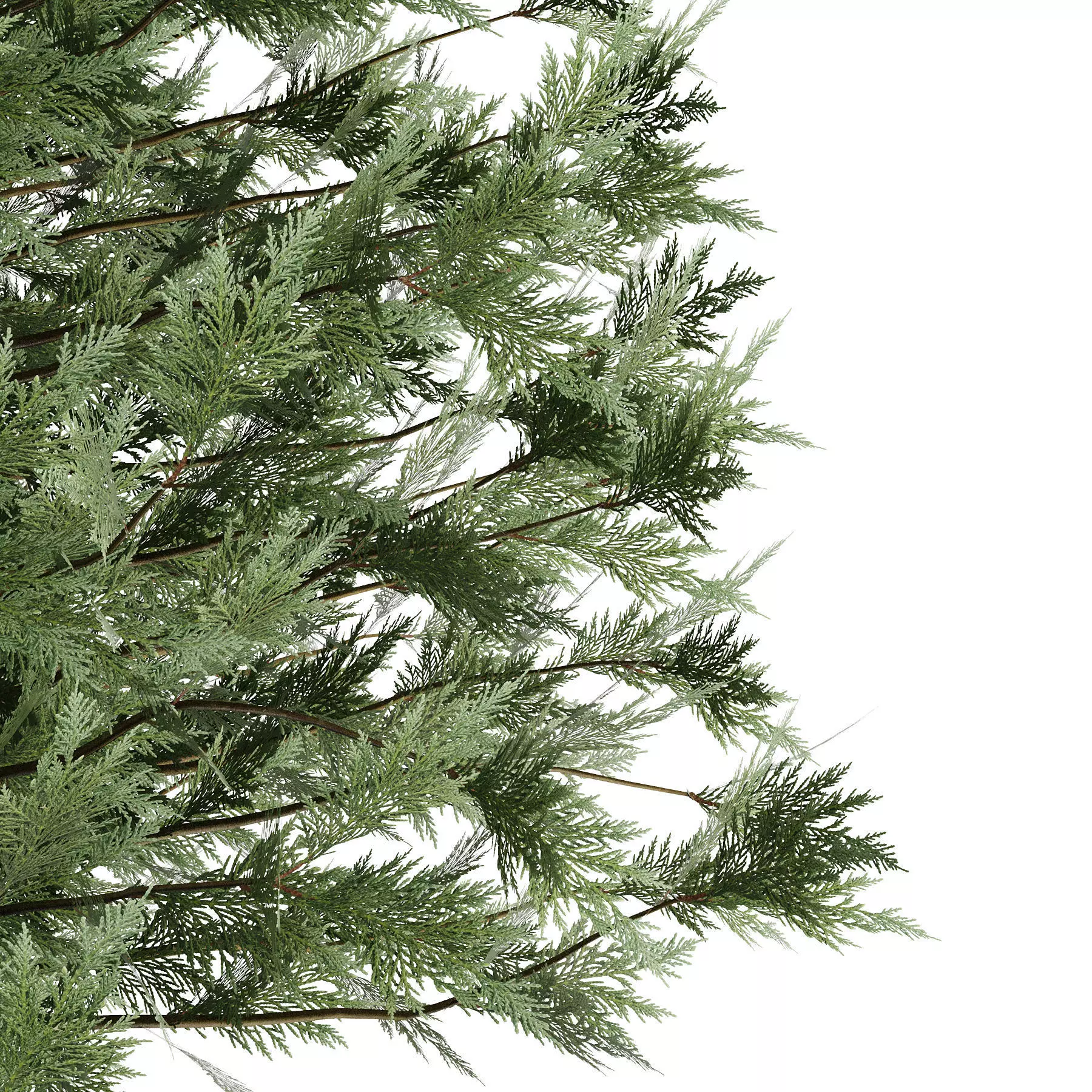 pine tree 3D model_1