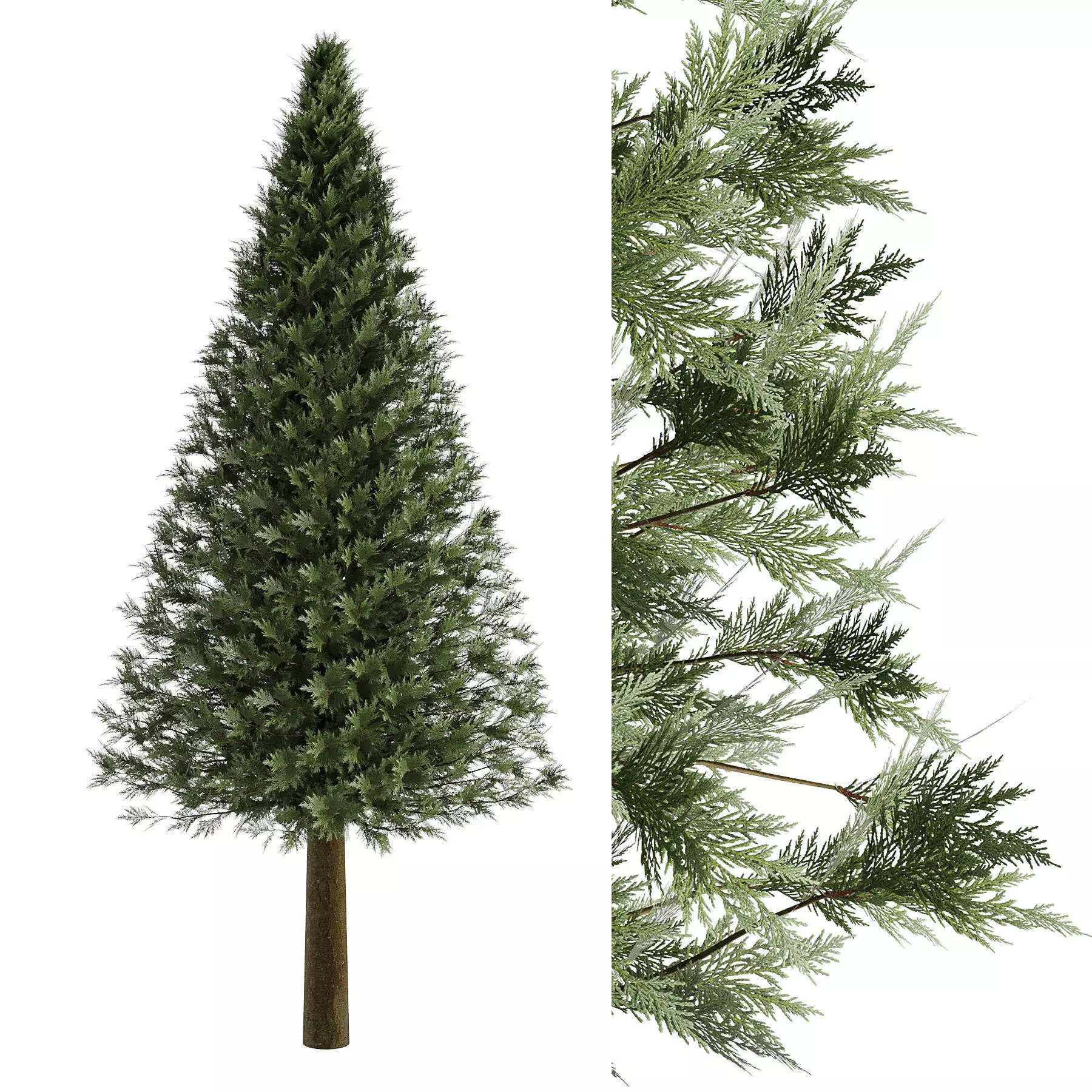pine tree 3D model_0