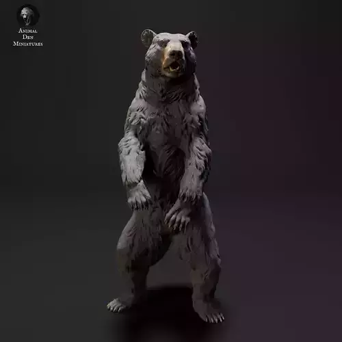 Black Bear Standing 