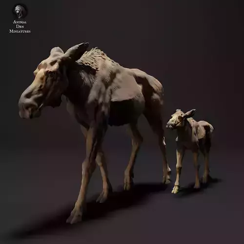 Moose Female and Calf 
