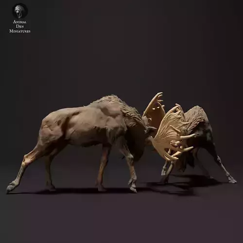 Moose Bulls Fighting 