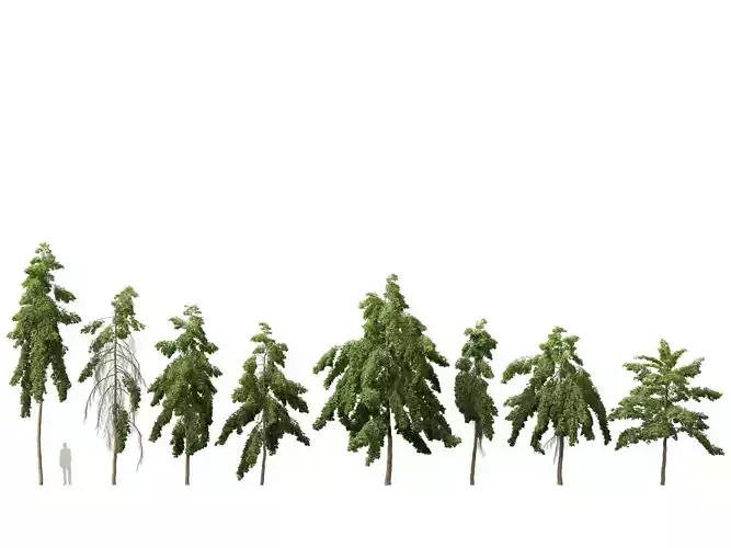 High-LowPoly - Carallia Brachiata Honiara - Freshwater Mangrove