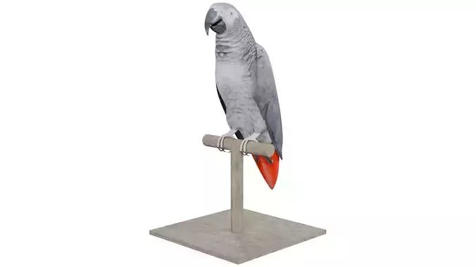 African Grey Parrot