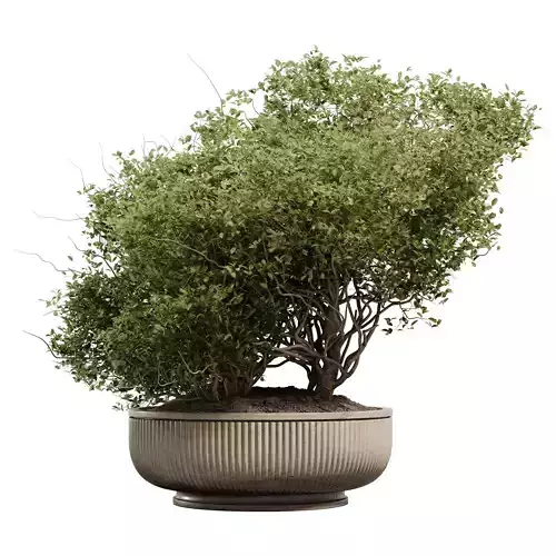 Bonsai Tree in Decorative Pot