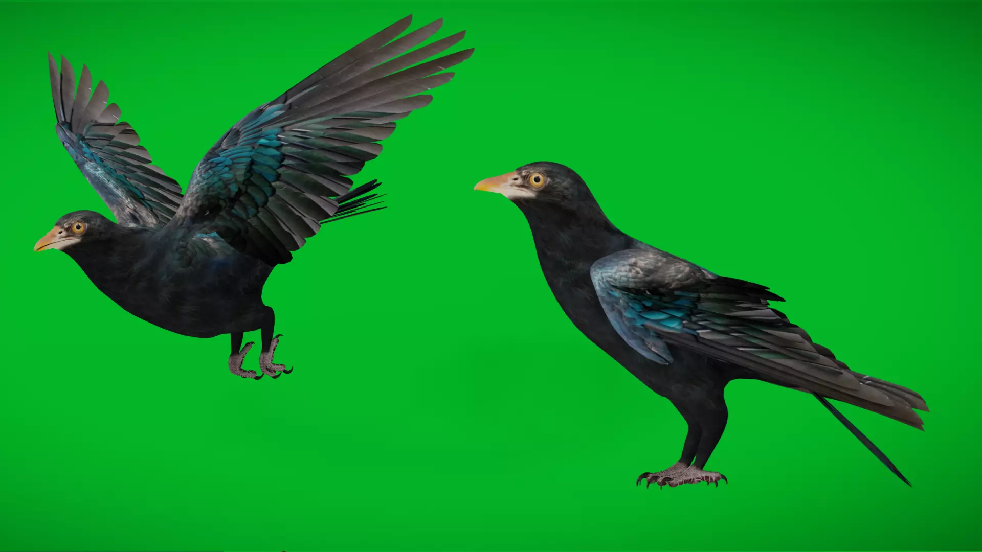 Asian Koel Cuckoo Bird Low-poly 3D model_0