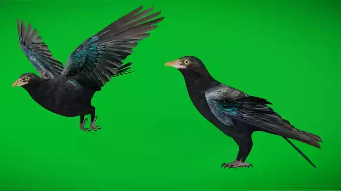 Asian Koel Cuckoo Bird