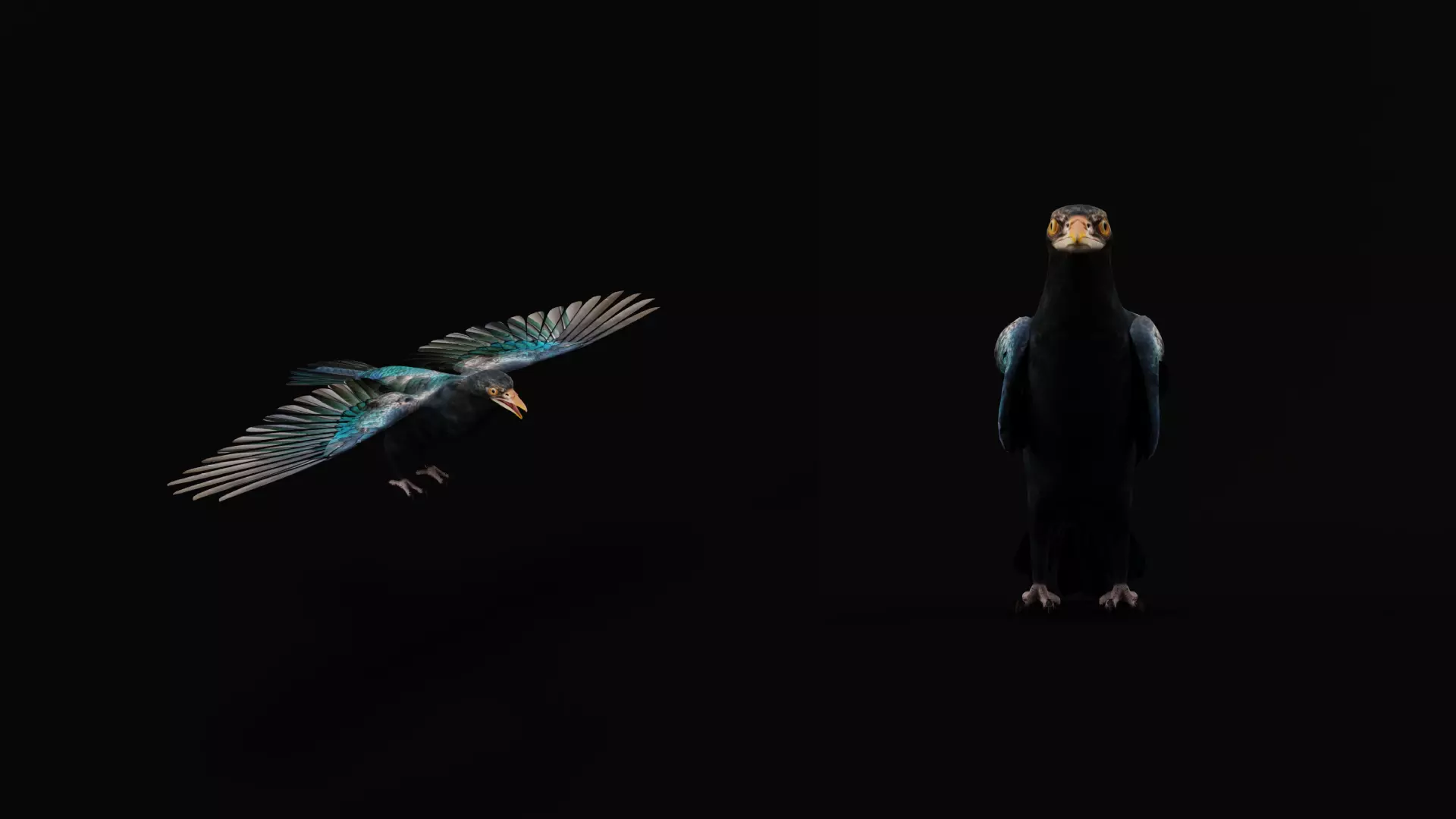 Asian Koel Cuckoo Bird Low-poly 3D model_30