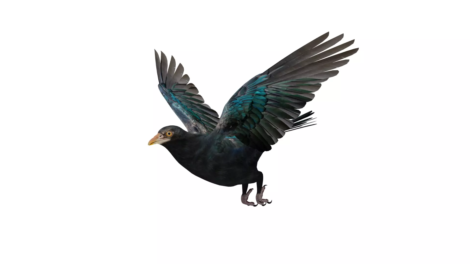 Asian Koel Cuckoo Bird Low-poly 3D model_11