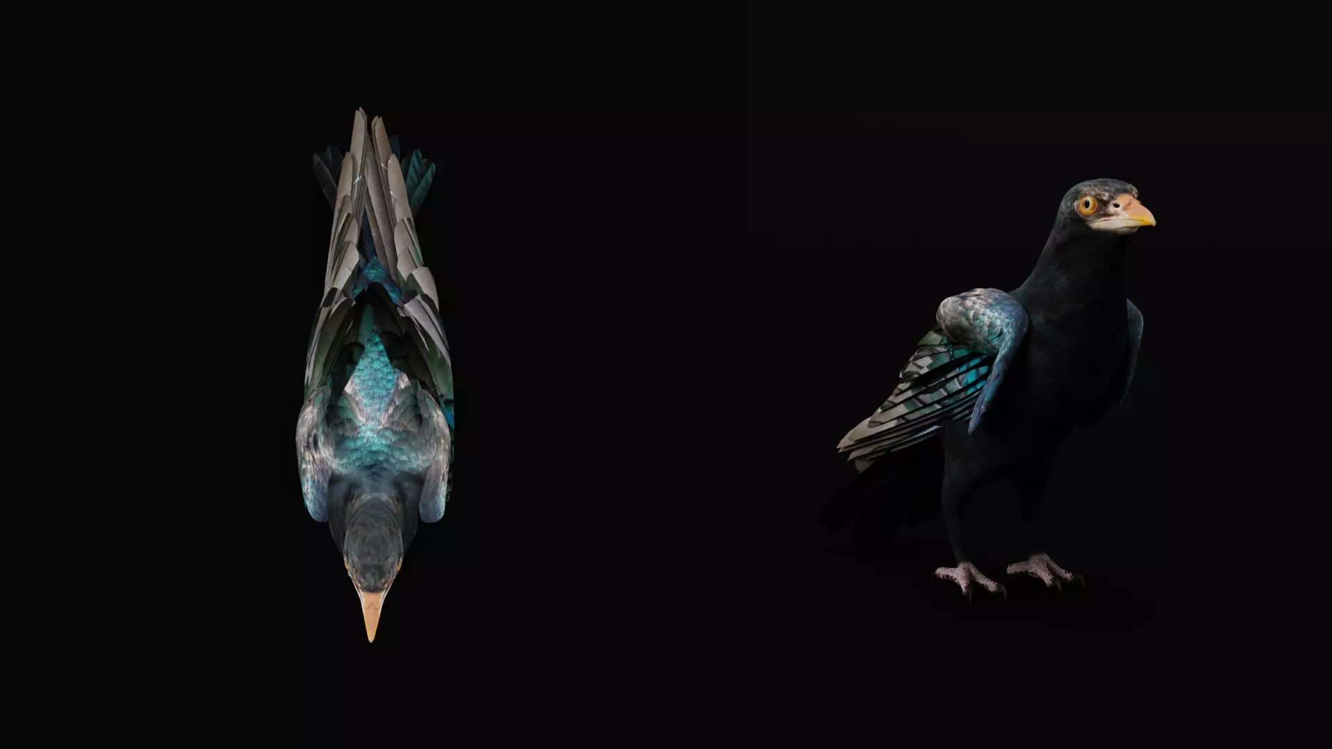 Asian Koel Cuckoo Bird Low-poly 3D model_18