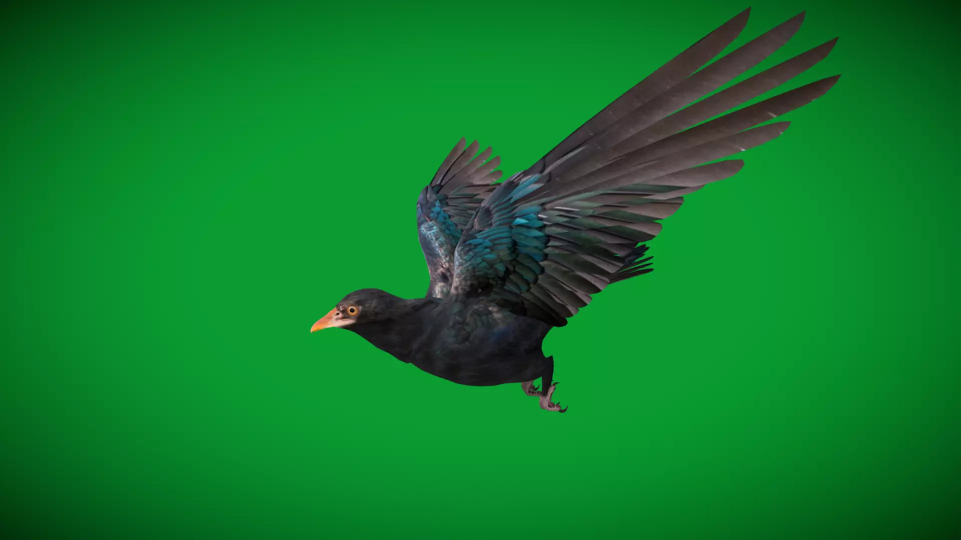 Asian Koel Cuckoo Bird Low-poly 3D model_43