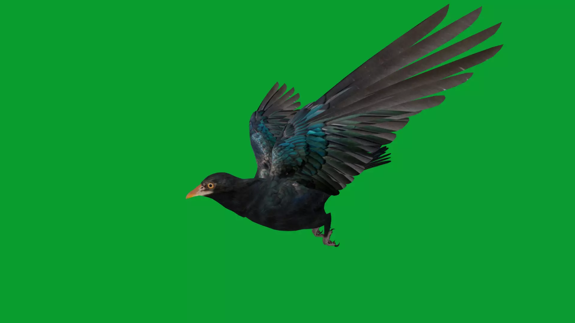 Asian Koel Cuckoo Bird Low-poly 3D model_20