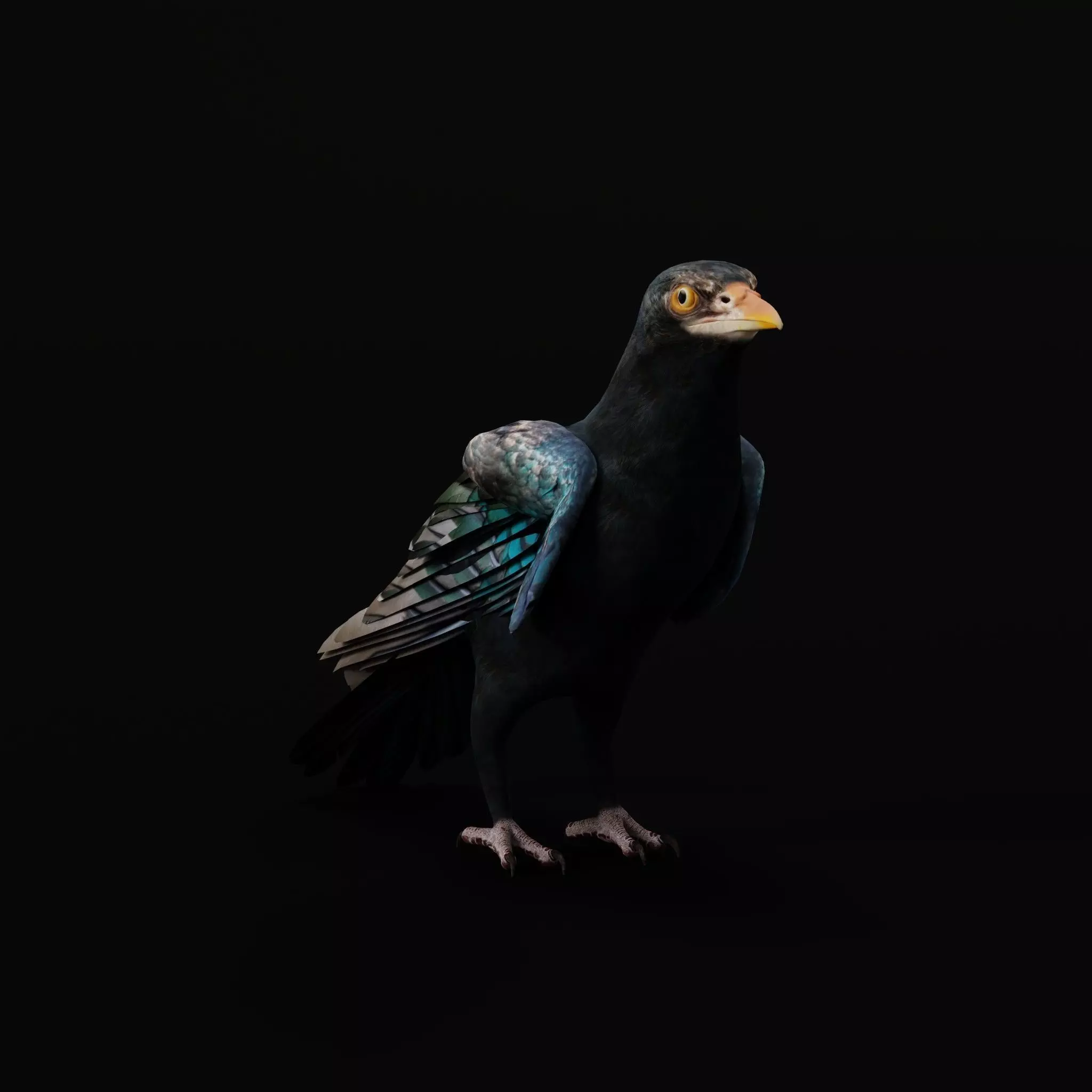 Asian Koel Cuckoo Bird Low-poly 3D model_6