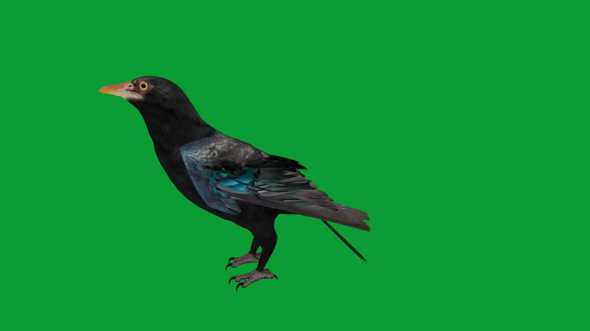Asian Koel Cuckoo Bird Low-poly 3D model_34
