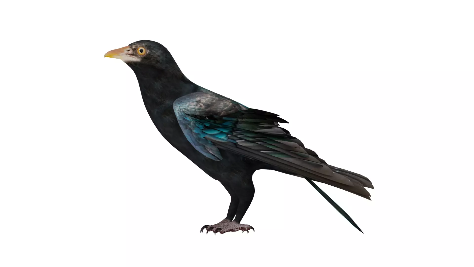 Asian Koel Cuckoo Bird Low-poly 3D model_19