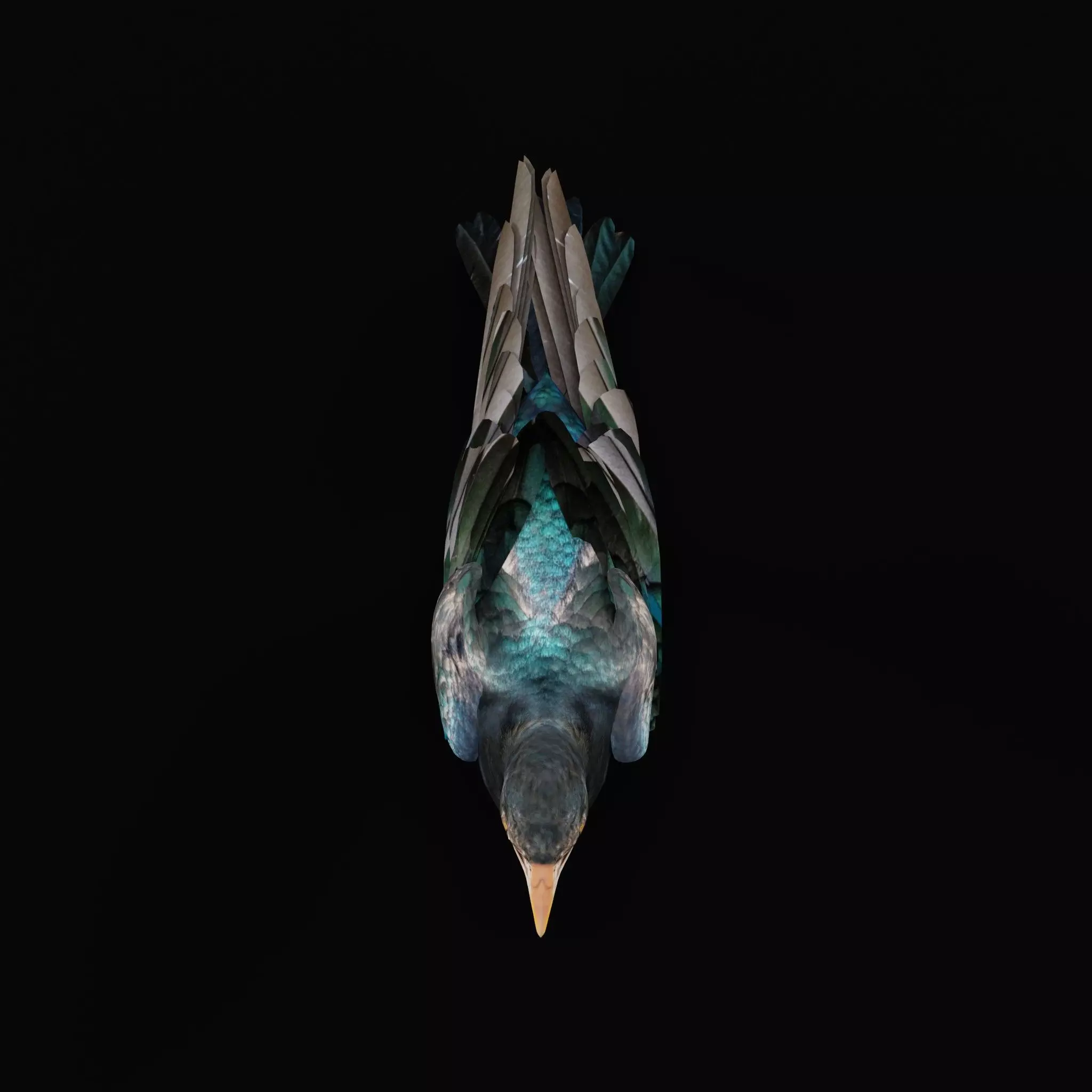 Asian Koel Cuckoo Bird Low-poly 3D model_9