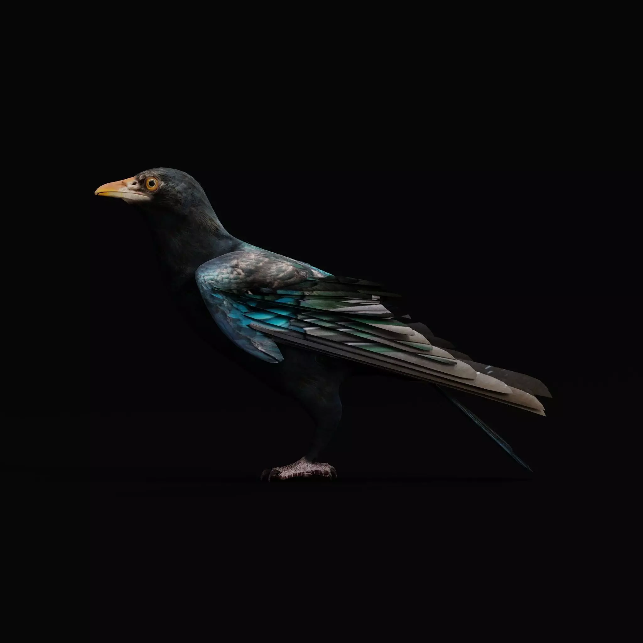 Asian Koel Cuckoo Bird Low-poly 3D model_5