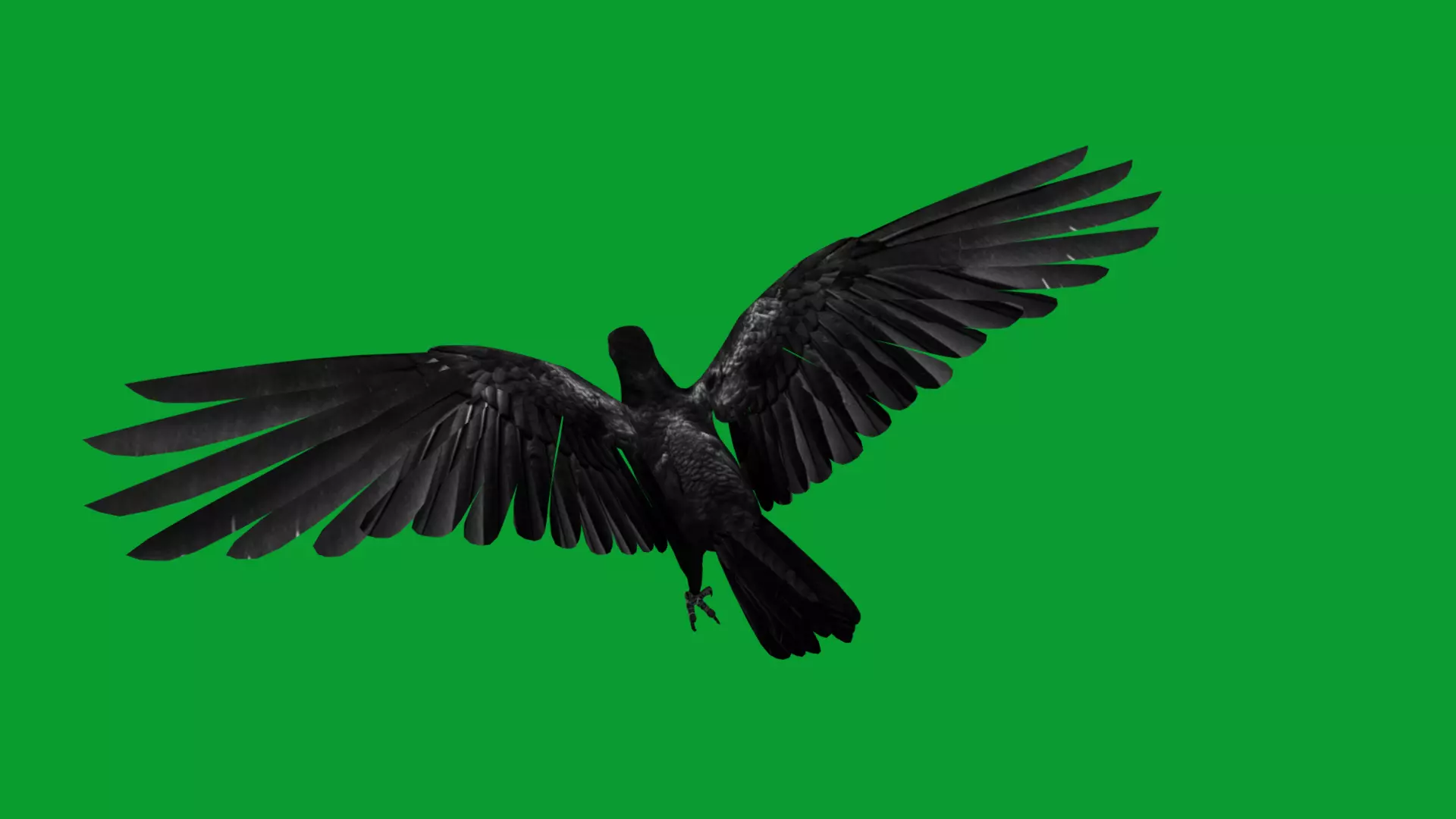 Asian Koel Cuckoo Bird Low-poly 3D model_37