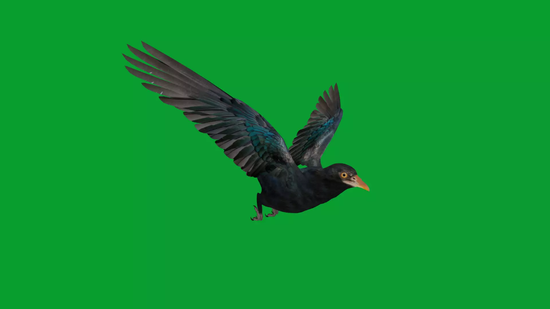 Asian Koel Cuckoo Bird Low-poly 3D model_27