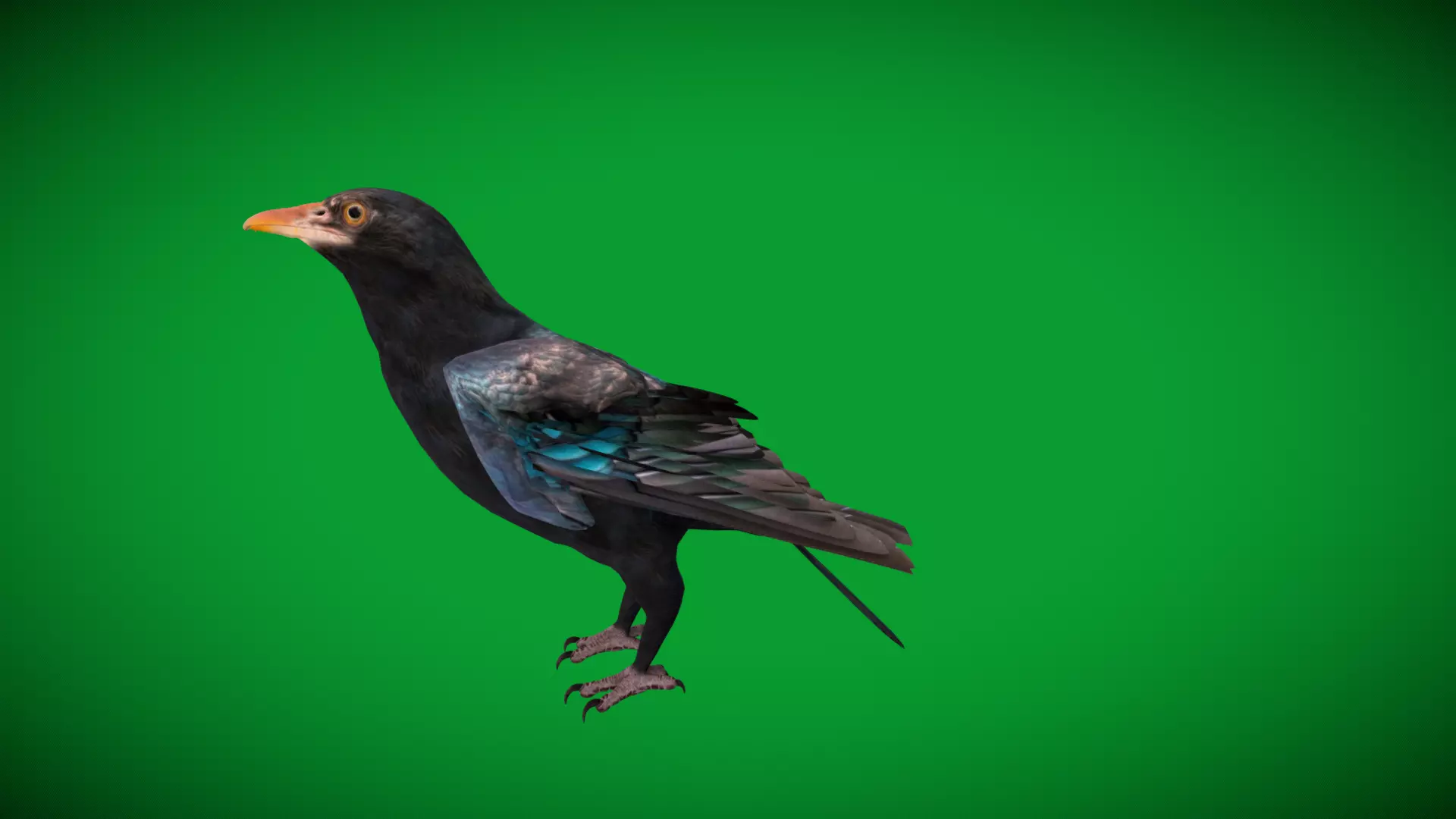 Asian Koel Cuckoo Bird Low-poly 3D model_38