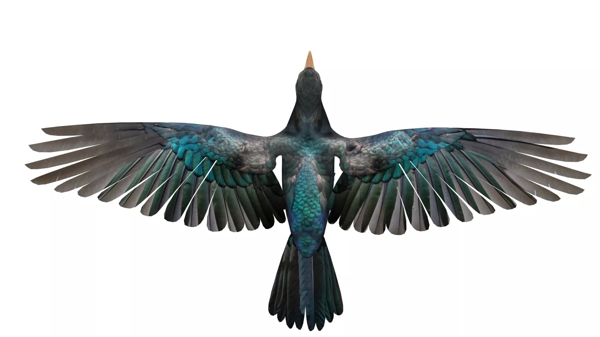 Asian Koel Cuckoo Bird Low-poly 3D model_17