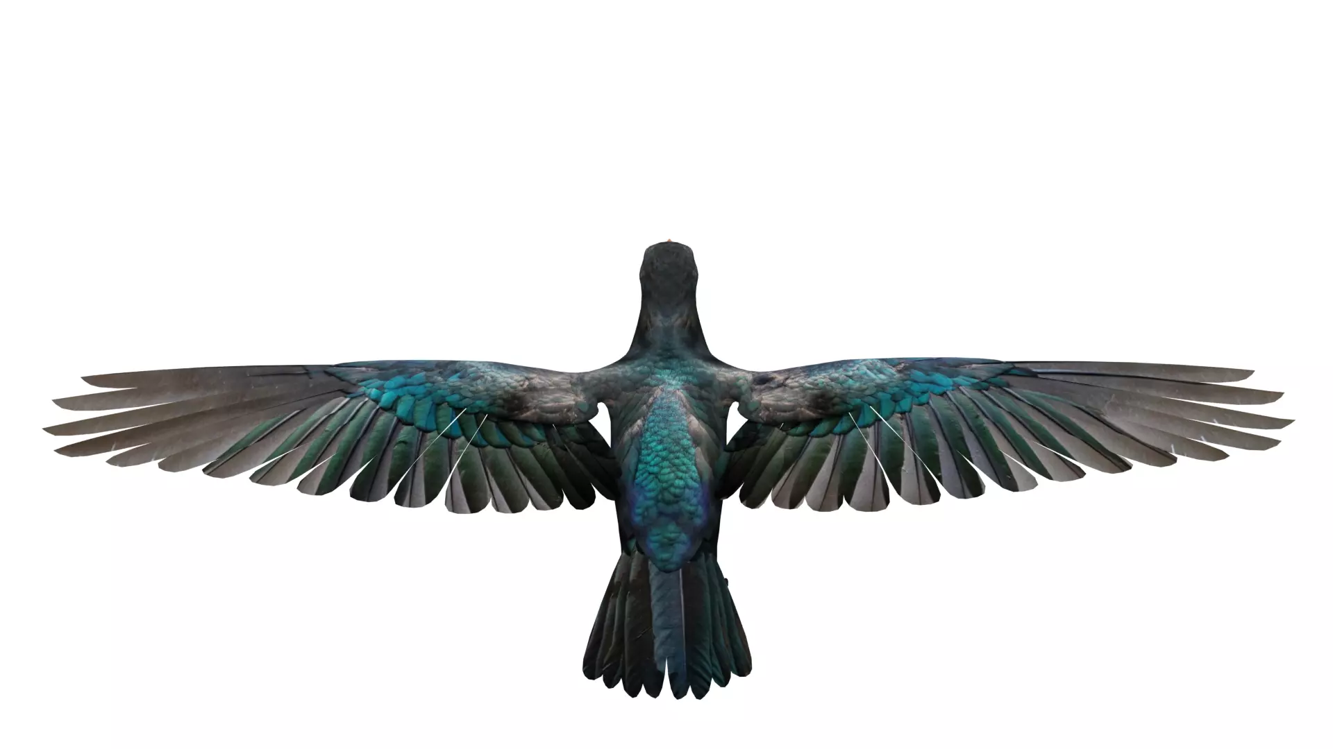 Asian Koel Cuckoo Bird Low-poly 3D model_8