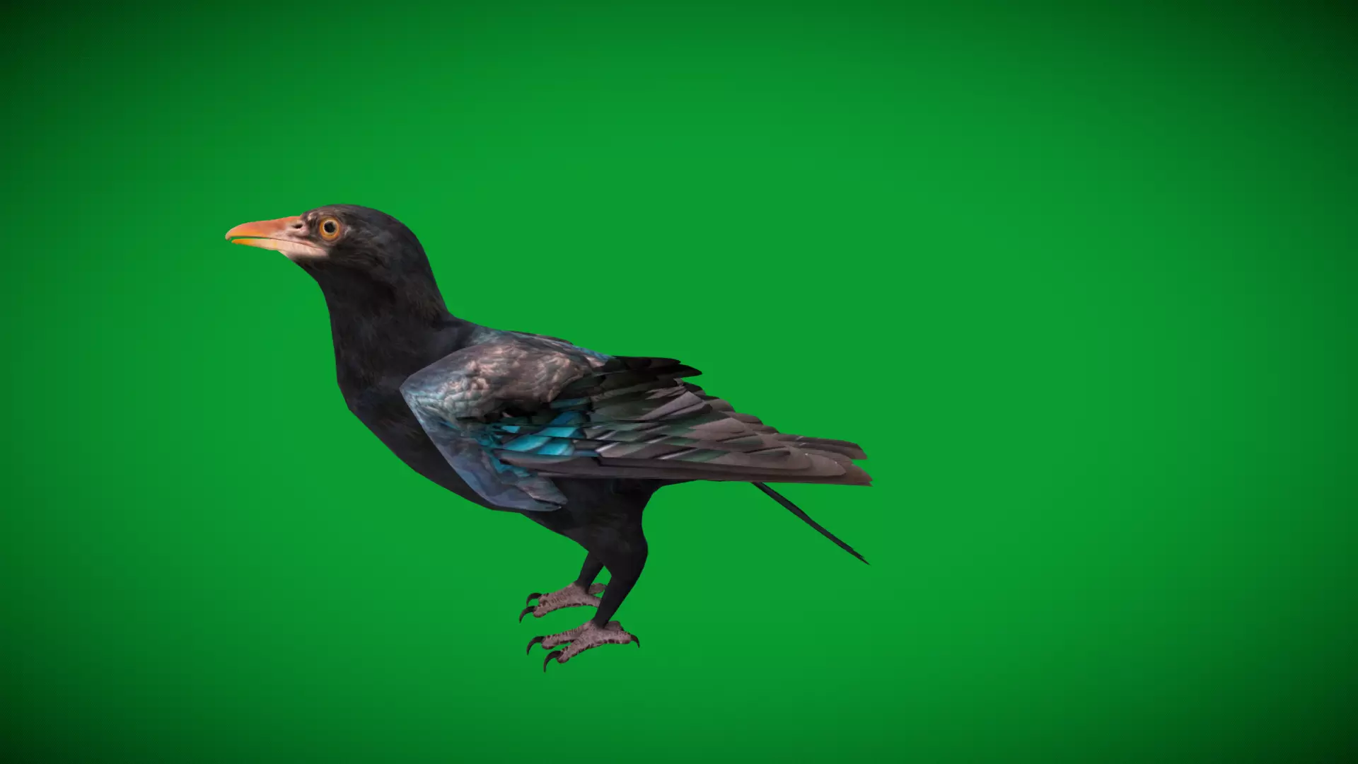 Asian Koel Cuckoo Bird Low-poly 3D model_42