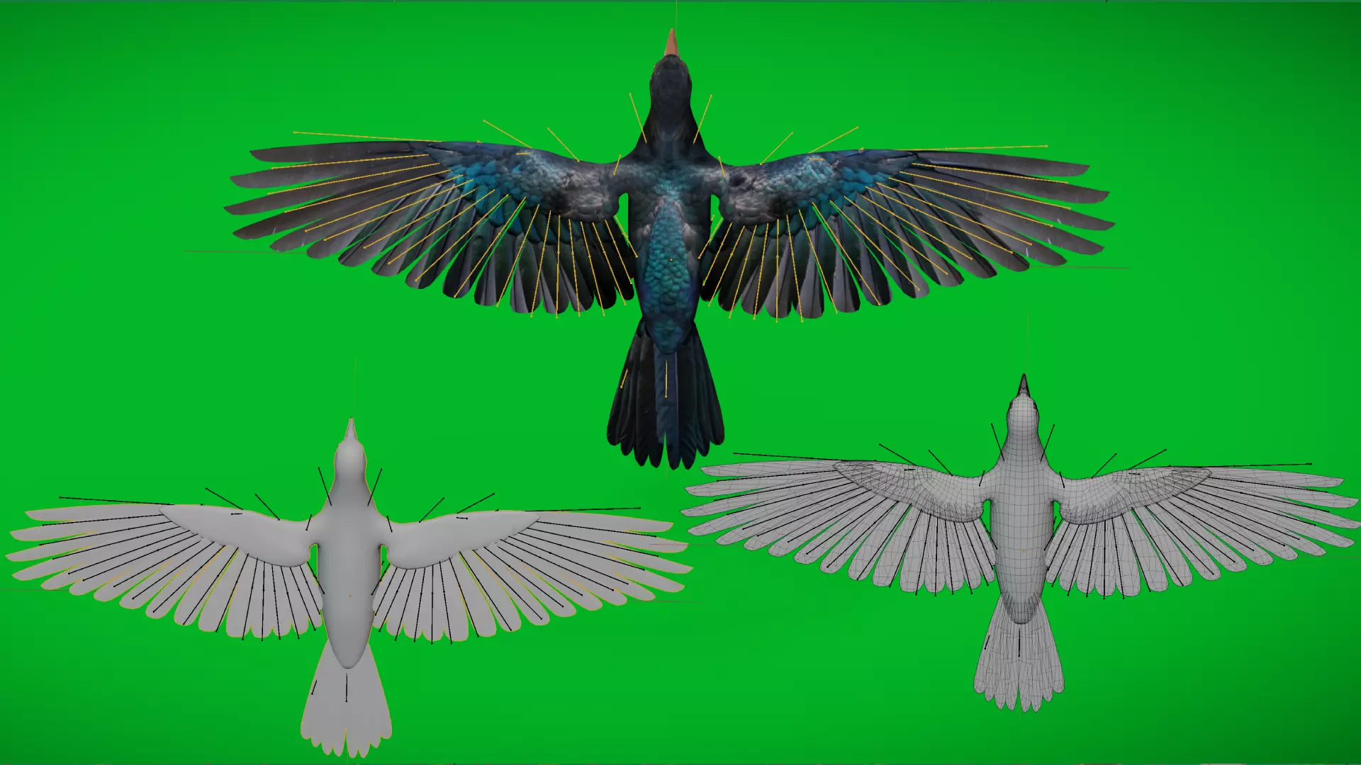 Asian Koel Cuckoo Bird Low-poly 3D model_3