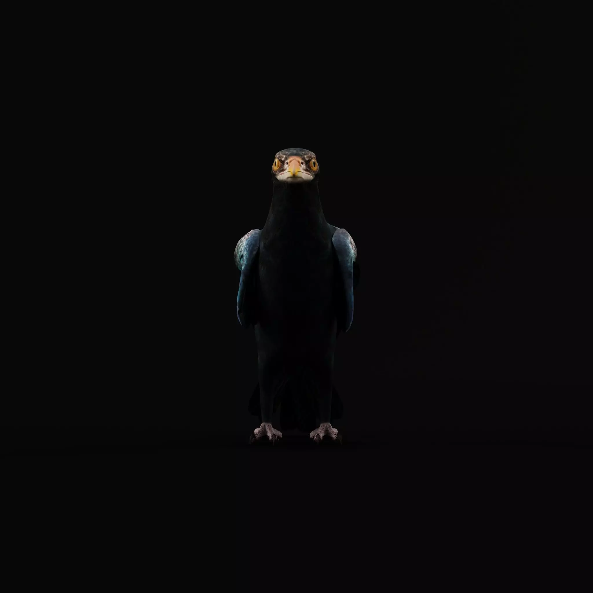 Asian Koel Cuckoo Bird Low-poly 3D model_10