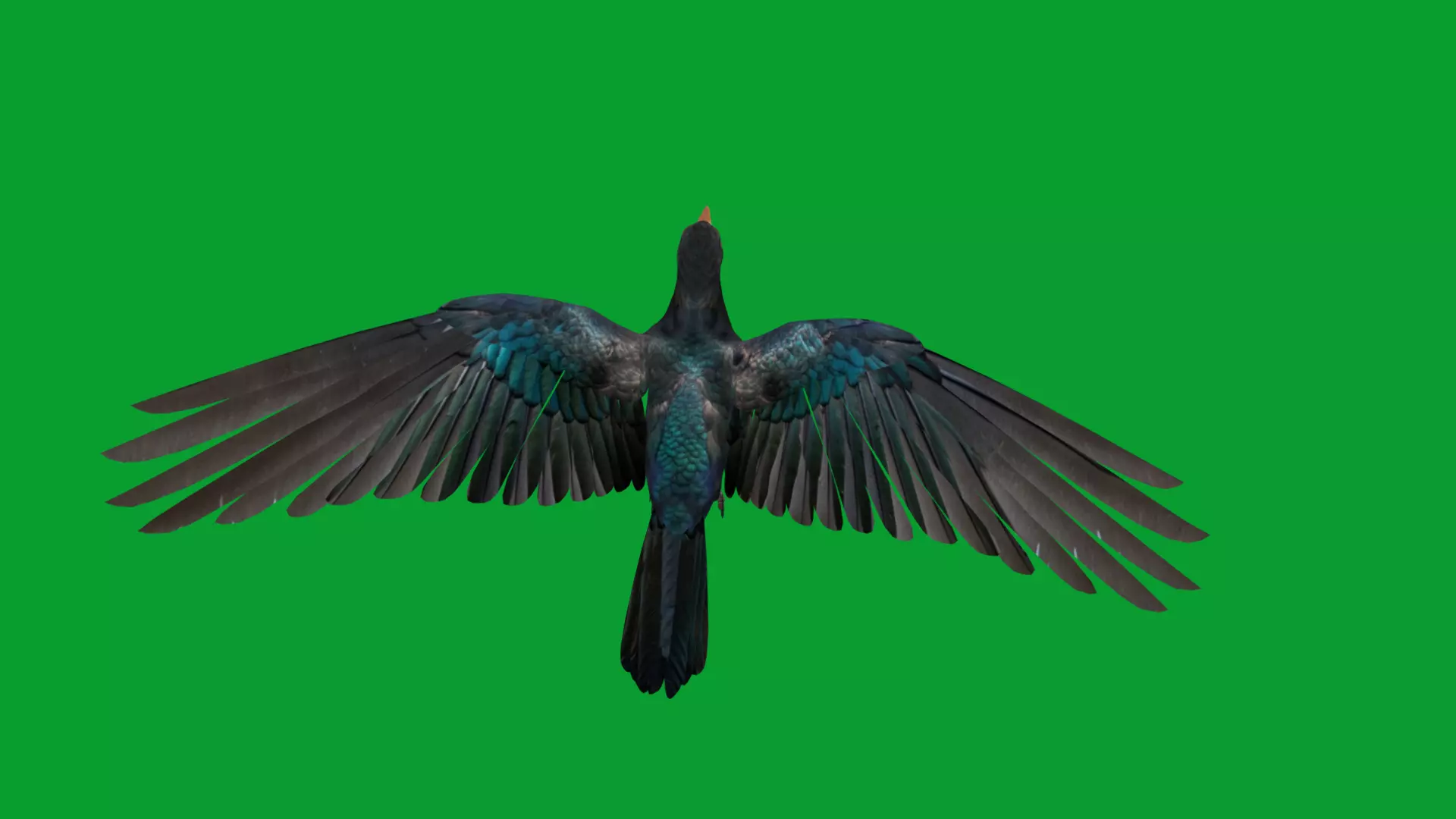 Asian Koel Cuckoo Bird Low-poly 3D model_40